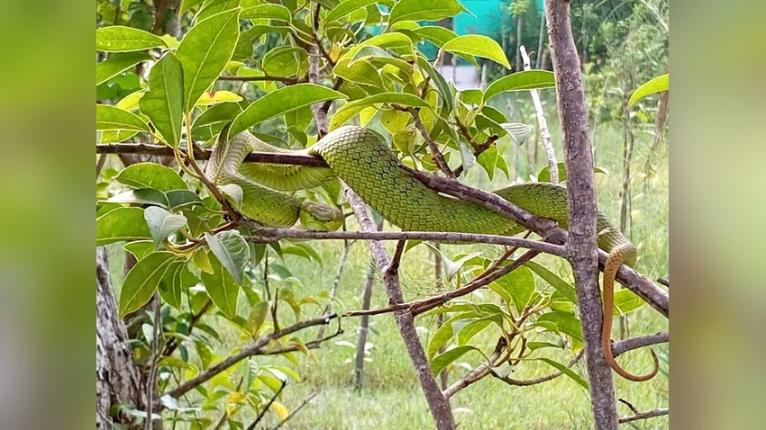তালতলীতে বিরল বিষধর দাগী লেজা সবুজ বোড়া সাপ উদ্ধার