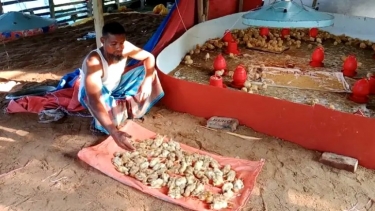 তালতলীতে লোডশেডিংয়ে ১৯০ মুরগির বাচ্চা মৃত্যুর অভিযোগ