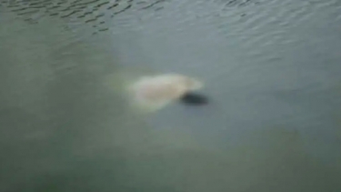 কয়রায় পুকুরে ডুবে ১৮ মাসের শিশুর মৃত্যু