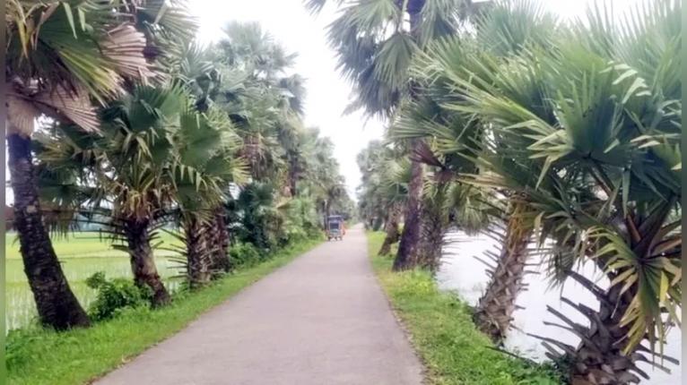 সম্পত্তি বিক্রি করে তিন যুগ ধরে সড়কের পাশে গাছ লাগাচ্ছেন মসজিদের ইমাম