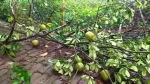 দুমকিতে গভীর রাতে বসতঘরে ঢিল, ফলজ গাছ কাটার অভিযোগ