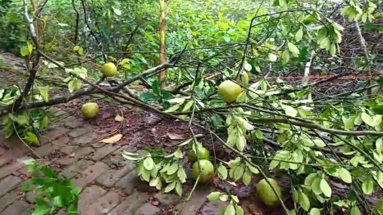 দুমকিতে গভীর রাতে বসতঘরে ঢিল, ফলজ গাছ কাটার অভিযোগ