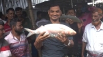 ১২ হাজার ৯০০ টাকায় বিক্রি হলো আড়াই কেজির ‘রাজা ইলিশ’