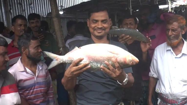 ১২ হাজার ৯০০ টাকায় বিক্রি হলো আড়াই কেজির ‘রাজা ইলিশ’
