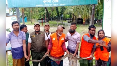 গাছে ঝুলছিল ১১ ফুট লম্বা অজগর, সুন্দরবনে অবমুক্ত