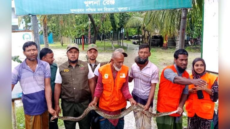গাছে ঝুলছিল ১১ ফুট লম্বা অজগর, সুন্দরবনে অবমুক্ত