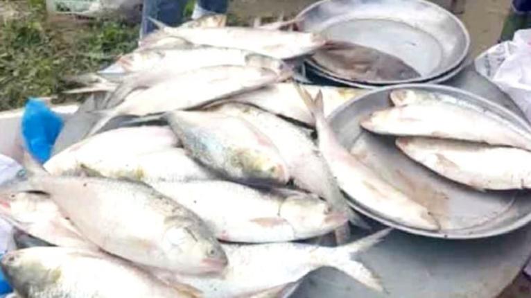 বরগুনায় ইলিশের তীব্র সংকট, সামনে ২২ দিনের নিষেধাজ্ঞা