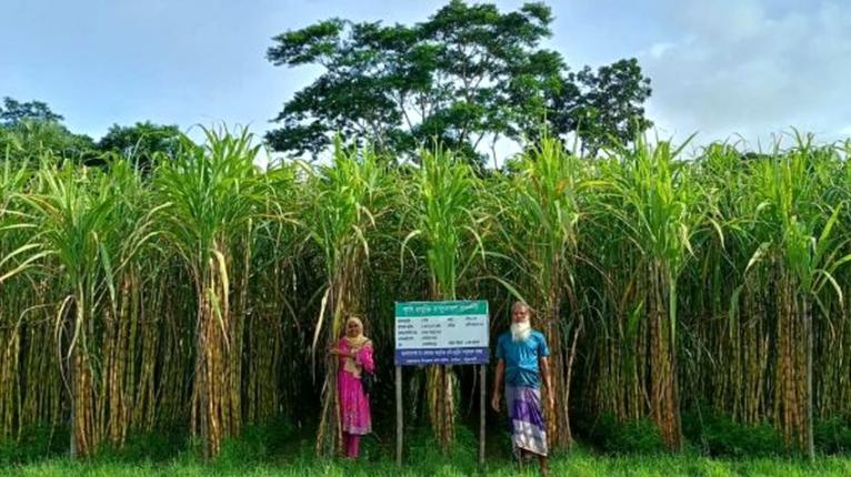 দশমিনায় আখের বাম্পার ফলনে কৃষকের মুখে হাসি