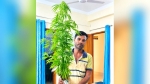 মাছ চাষের আড়ালে গাঁজা চাষ, কয়রায় গাছসহ আটক ১