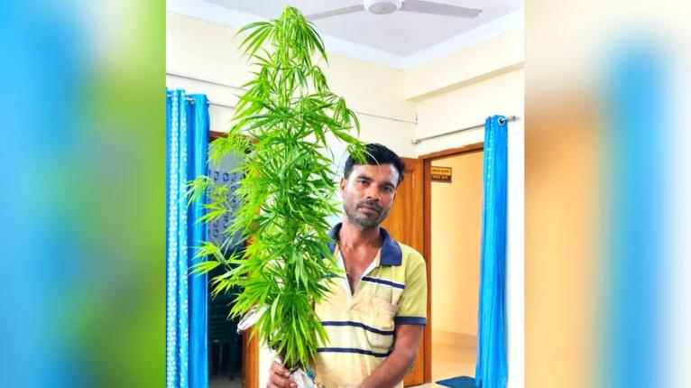 মাছ চাষের আড়ালে গাঁজা চাষ, কয়রায় গাছসহ আটক ১